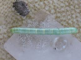 Attēlu rezultāti vaicājumam “Cleora cinctaria”