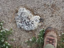Image result for albatross dead chick