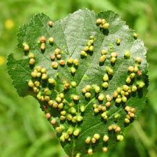 Attēlu rezultāti vaicājumam “Eriophyes padi”