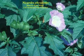 Attēlu rezultāti vaicājumam “Nicandra physalodes”