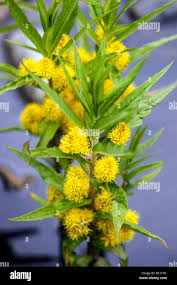 Attēlu rezultāti vaicājumam “Lysimachia thyrsiflora”