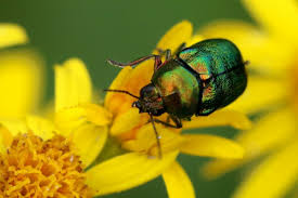 Attēlu rezultāti vaicājumam “Cryptocephalus aureolus, Cryptocephalus sericeus”