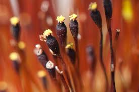 Attēlu rezultāti vaicājumam “Aulacomnium androgynum sporophyte”