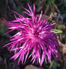 Attēlu rezultāti vaicājumam “Centaurea jacea fruit”