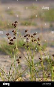Attēlu rezultāti vaicājumam “Juncus articulatus”