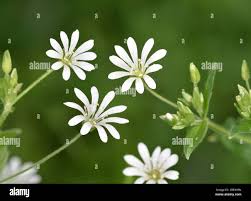 Attēlu rezultāti vaicājumam “Stellaria nemorum flower”