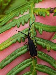 Attēlu rezultāti vaicājumam “Lycidae”