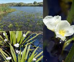 Attēlu rezultāti vaicājumam “Stratiotes aloides flower”