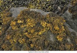 Attēlu rezultāti vaicājumam “Riccia canaliculata”