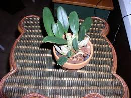 Attēlu rezultāti vaicājumam “Didymium aggregatum”