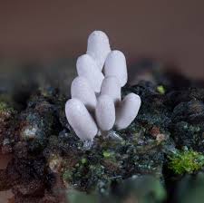 Attēlu rezultāti vaicājumam “Arcyria cinerea macro”