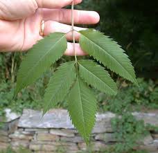 Attēlu rezultāti vaicājumam “Bidens frondosa fruit”