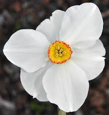 Attēlu rezultāti vaicājumam “Narcissus”