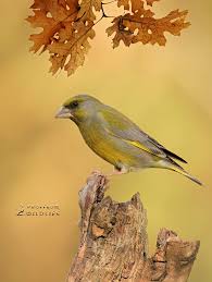 Attēlu rezultāti vaicājumam “Chloris chloris”