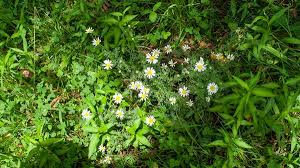 Attēlu rezultāti vaicājumam “Tripleurospermum inodorum”