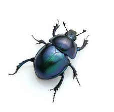 Attēlu rezultāti vaicājumam “Trypocopris vernalis”