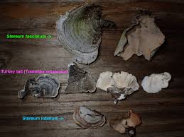 Attēlu rezultāti vaicājumam “Stereum fasciatum”