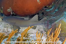 Image result for Ginglymostoma cirratum