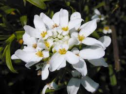 Image result for Schleifenblume