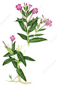 Attēlu rezultāti vaicājumam “Epilobium hirsutum”