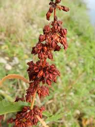 Attēlu rezultāti vaicājumam “Rumex hydrolapathum”