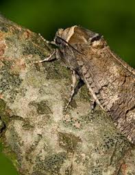 Attēlu rezultāti vaicājumam “Cossus cossus imago”