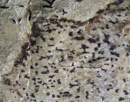 Attēlu rezultāti vaicājumam “Arthonia spadicea”