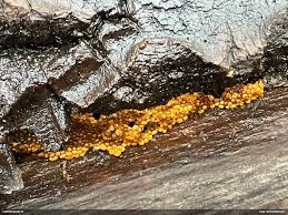 Attēlu rezultāti vaicājumam “Oligonema persimile sessile”