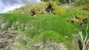 Attēlu rezultāti vaicājumam “Eucladium verticillatum”