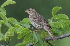 Image result for Emberiza calandra