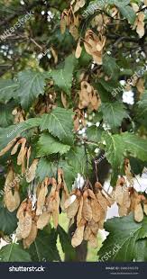Attēlu rezultāti vaicājumam “Acer tataricum subsp. ginnala leaf”
