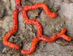 Attēlu rezultāti vaicājumam “Willkommlangea reticulata”