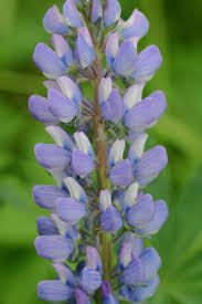 Attēlu rezultāti vaicājumam “Lupinus polyphyllus flower”