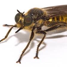 Attēlu rezultāti vaicājumam “Brachycera”