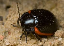 Attēlu rezultāti vaicājumam “Chrysolina sanguinolenta”