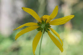 Attēlu rezultāti vaicājumam “Reticularia lobata”