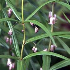 Attēlu rezultāti vaicājumam “Polygonatum verticillatum”