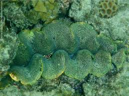 Image result for tridacna