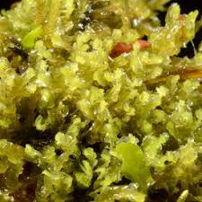 Attēlu rezultāti vaicājumam “Harpanthus flotovianus”