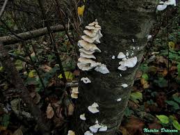 Attēlu rezultāti vaicājumam “Plicatura nivea”