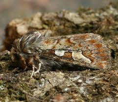 Attēlu rezultāti vaicājumam “Panolis flammea”