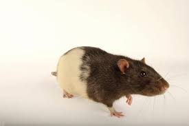 Attēlu rezultāti vaicājumam “Rattus norvegicus”