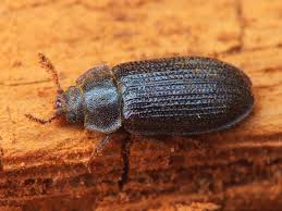 Attēlu rezultāti vaicājumam “Grynocharis oblonga”