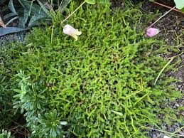 Attēlu rezultāti vaicājumam “Trichia longipalpis sessile”