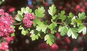 Attēlu rezultāti vaicājumam “Crataegus laevigata”