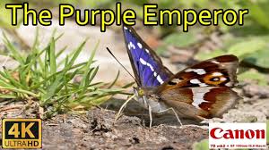 Attēlu rezultāti vaicājumam “Apatura iris”