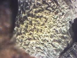 Attēlu rezultāti vaicājumam “Physarum bryomacrocarpum spores”