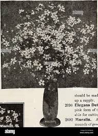 Attēlu rezultāti vaicājumam “Gypsophila muralis fruit”