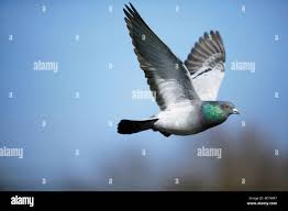 Attēlu rezultāti vaicājumam “Columba livia f. domestica adult”