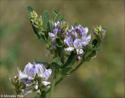 Attēlu rezultāti vaicājumam “Medicago x varia”